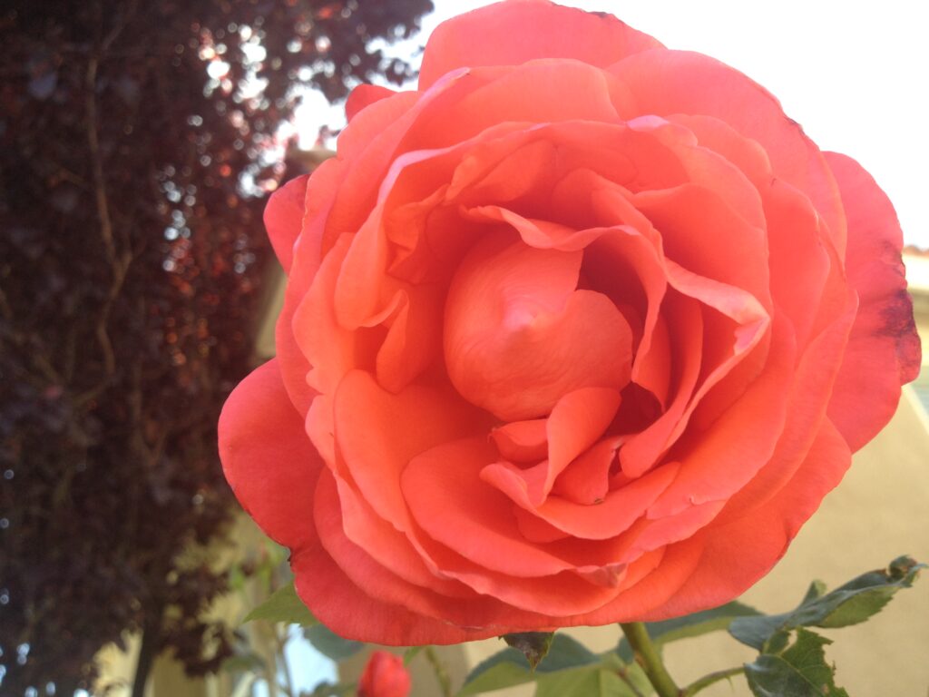 Image of a rose