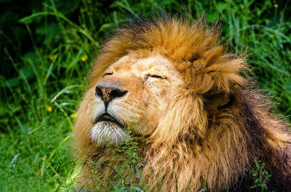 african-lion.jpg
