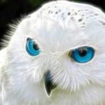 Openwall GNU/Linux 3.1-stable branch