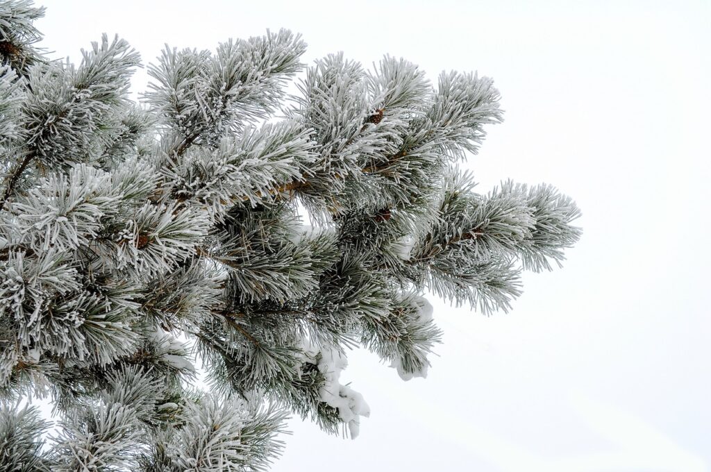pine-3-1024x680.jpg