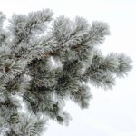 Organic Teaching-Learning