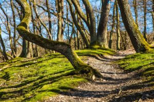 NESI Conversation 12 Part 2: Learning According to Learners