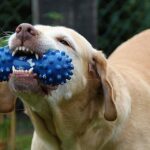XenLate: Bite More Then Chew