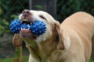 XenLate: Bite More Then Chew
