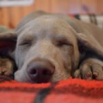 XenWord 3.3.2: Jefferson Maintenance Release
